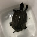 クサガメ　黒化個体　甲羅サイズ13.2cm