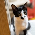 フィンガー5兄妹の次女、かずおちゃん