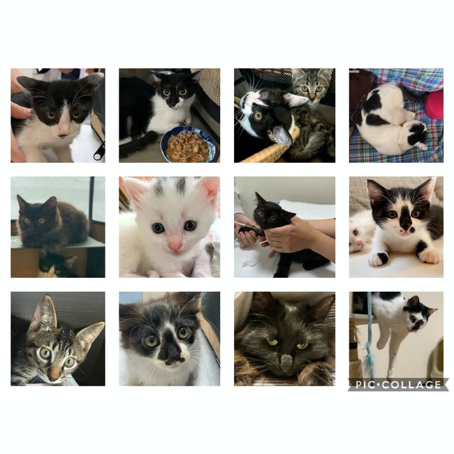 ハゴロモ保護猫プロジェクトのカバー写真