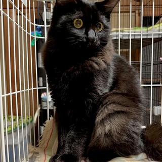 募集停止。フワフワな毛並みのブーちゃん