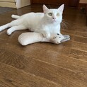 募集停止。人も猫も大好きな優しい子