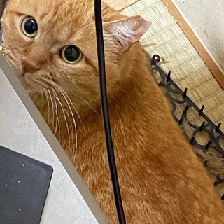 おひとり様希望　茶トラ女子♪いよ