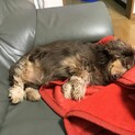 里親が決まりました