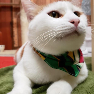 ちょっと怖がりだけど優しい『きずなくん』