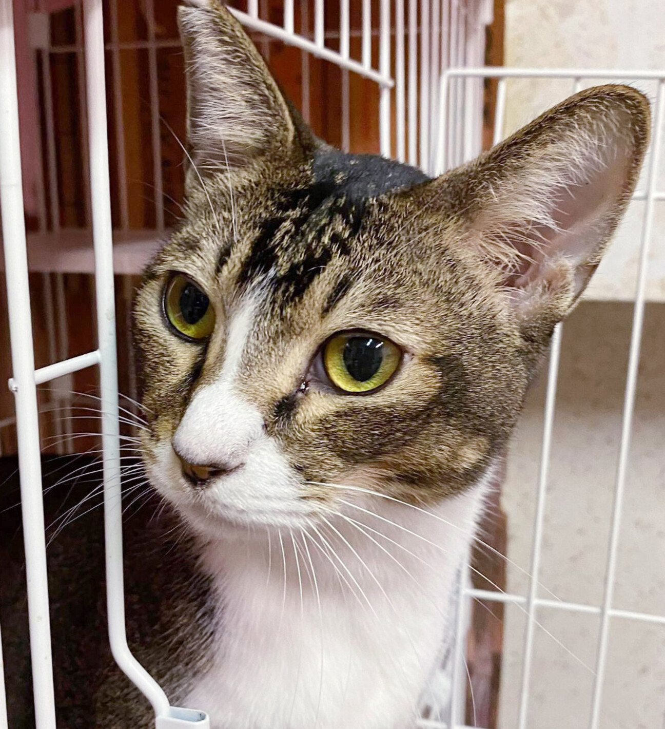 とっても甘えん坊キジトラ 東京都 猫の里親募集 ペットのおうち 月間利用者150万人 とっても甘えん坊キジトラ 東京都 猫の里親募集 ペットのおうち 月間利用者150万人