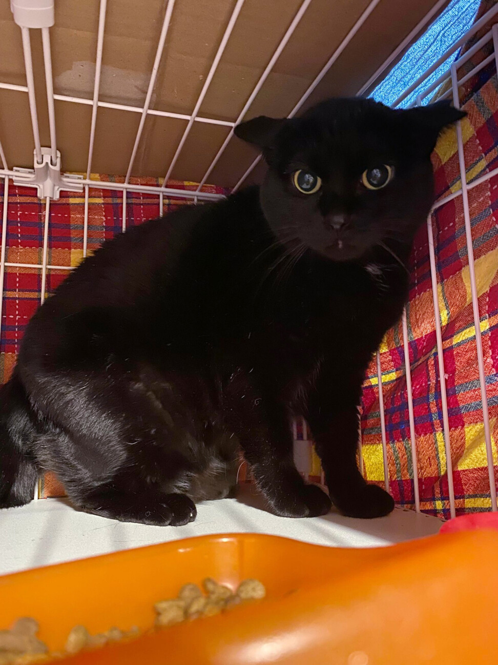 まだまだびびりな黒猫 京 東京都 猫の里親募集 ペットのおうち 月間利用者150万人