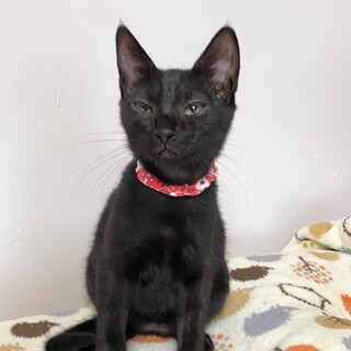 ちょこちょこ好奇心旺盛な「きさめ」ちゃん❤