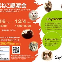 SoyNeco会保護ねこ譲渡会