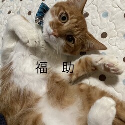 猫の里親会　in 牛久