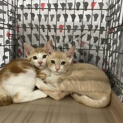 猫の里親会　in ジョイフル本田荒川沖店