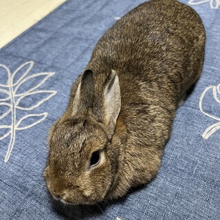 ミニウサギのチョコちゃん