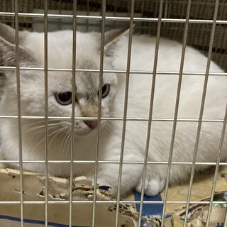 シャムネコミックス？1歳くらいの白猫まだまだ子猫