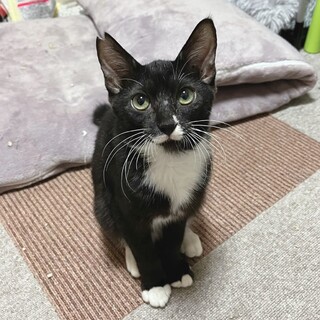 おしゃべりな甘えん坊❤️黒白たくみ