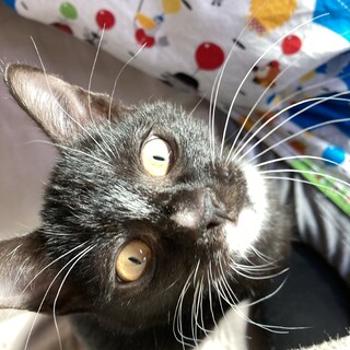 1歳2ヶ月　黒白　靴下ねこ　避妊済み