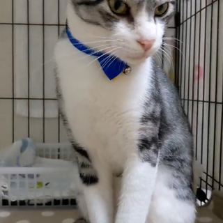 甘えん坊のさびとちゃん