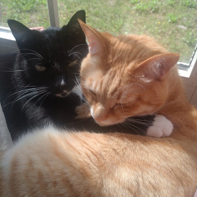 しずくのカバー写真