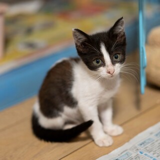 白く鼻筋が通った白焦げ茶色のちゃちゃちゃん