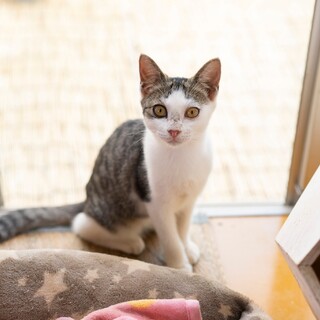 はちわれキジ白猫、フィンガーちゃん