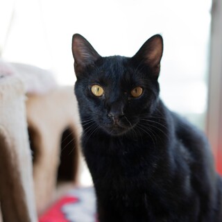 やんちゃなイケメン,ぼく墨丸