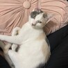 パステルミケ