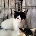 地域猫出身の子猫 白黒ブチくん♪