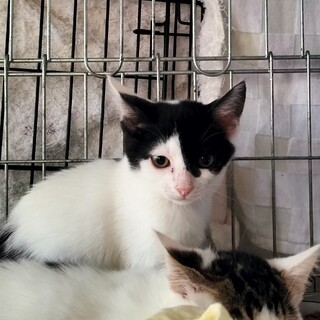 地域猫出身の子猫 白黒ブチくん♪