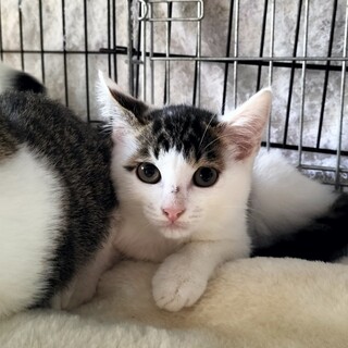 地域猫の子猫 顔はキジシロ、体は白黒くんです♪
