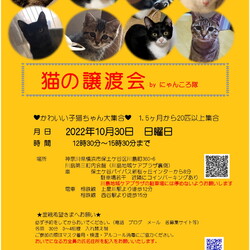 猫の譲渡会　by にゃんころ隊