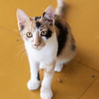 三匹一緒に保護された,三毛猫のレイちゃん