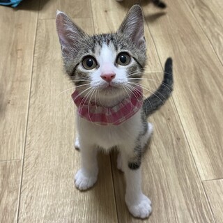 ちいさな元気ガール　エム♀