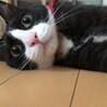 の写真