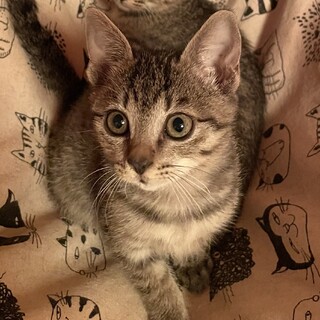 お転婆だけど天真爛漫♡モヘア