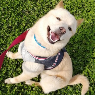 ドッテイ君1.4ヶ月性格が◎明るく陽気