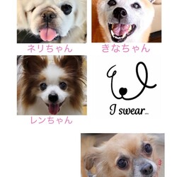 名古屋市守山区：保護犬の譲渡会 サムネイル2