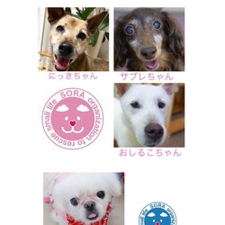 名古屋市守山区：保護犬の譲渡会 サムネイル3