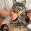 【兄弟で募集】お膝に乗ってきます♡サツキくん