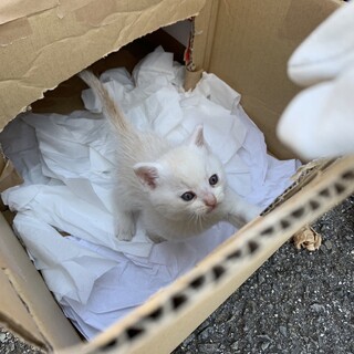 【愛媛県松山市】白っぽい子猫