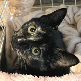 生後3か月　サビ　女の子です