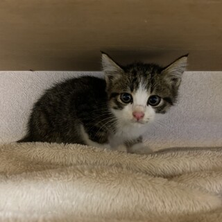 生後1〜2ヶ月のオスの子猫ちゃん、