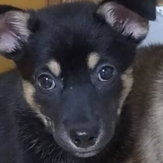 人気ブラック＆タン柄・保健所レスキュー♀マコ