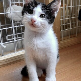 穏やかで優しい　おこわ君