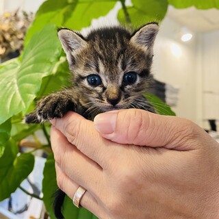 本当に可愛い負傷猫ほぼ治っています。