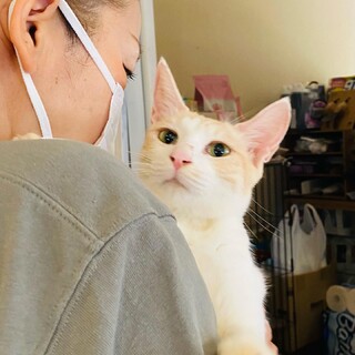 クリーム色のトラ母さん