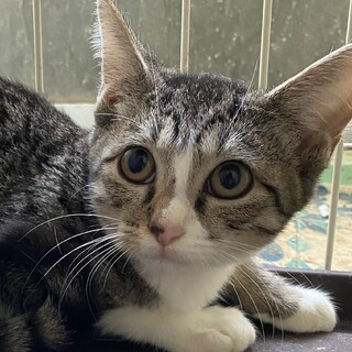 ３ヶ月くらいのキジトラの女の子