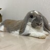 さおりんさおりん