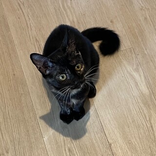 小悪魔的かわいさピノ子ちゃん