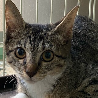 ３ヶ月くらいのキジトラの女の子