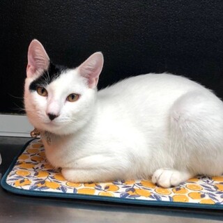 前髪がいい味出してるメロンくん！