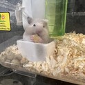 ゴールデンハムスターの赤ちゃん