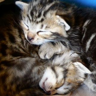 生後間もない兄弟猫２匹を保護しました